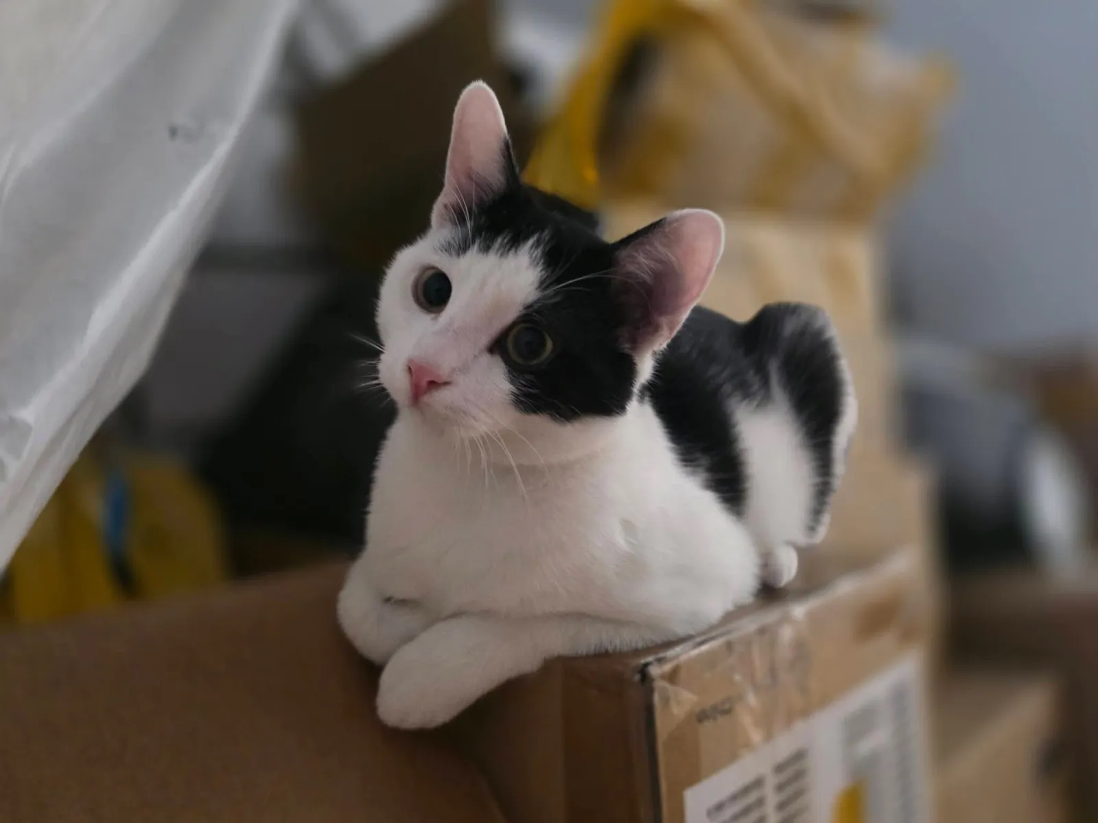 Figaro and Spotty - View 2