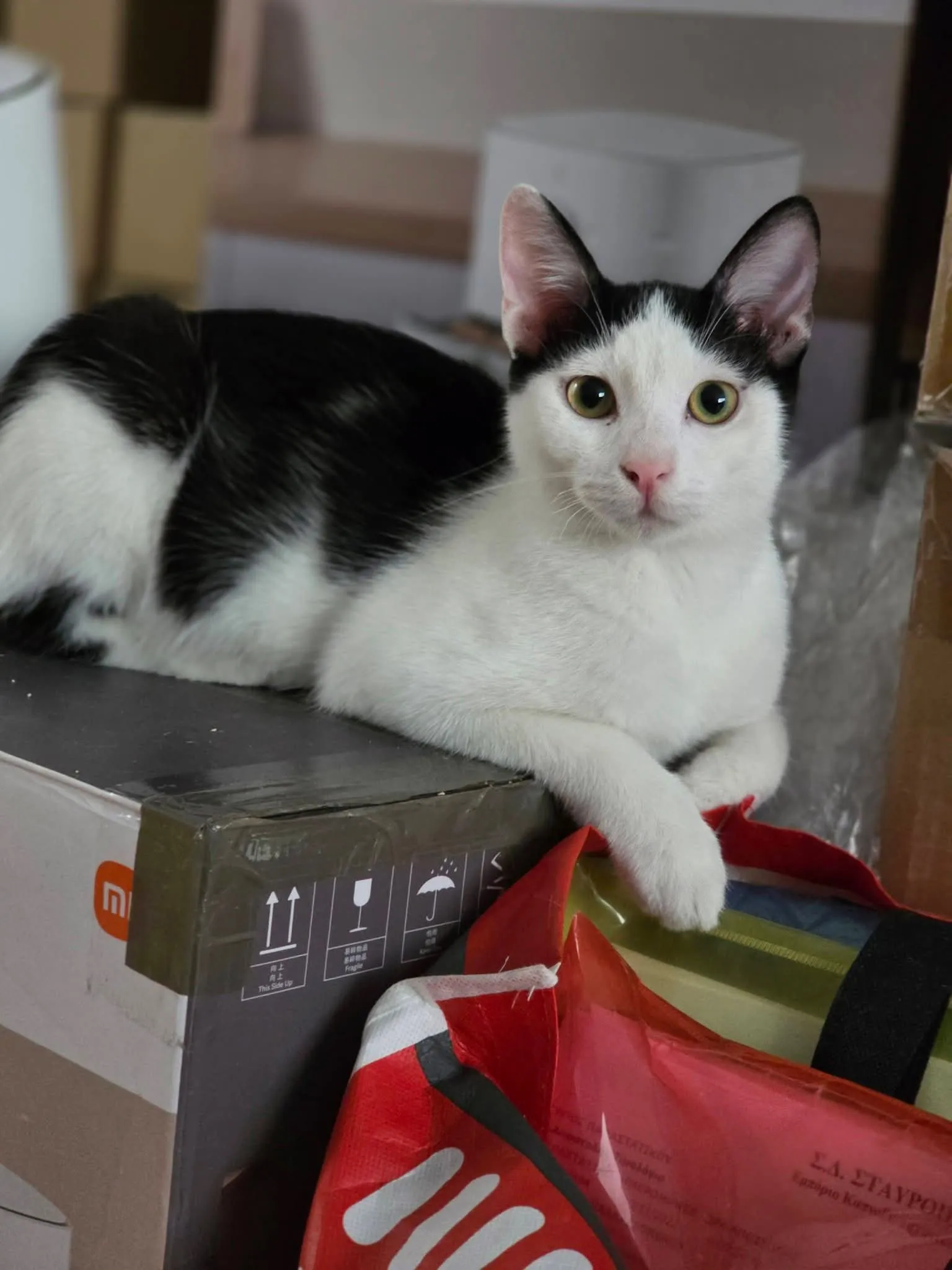 Figaro and Spotty - View 3