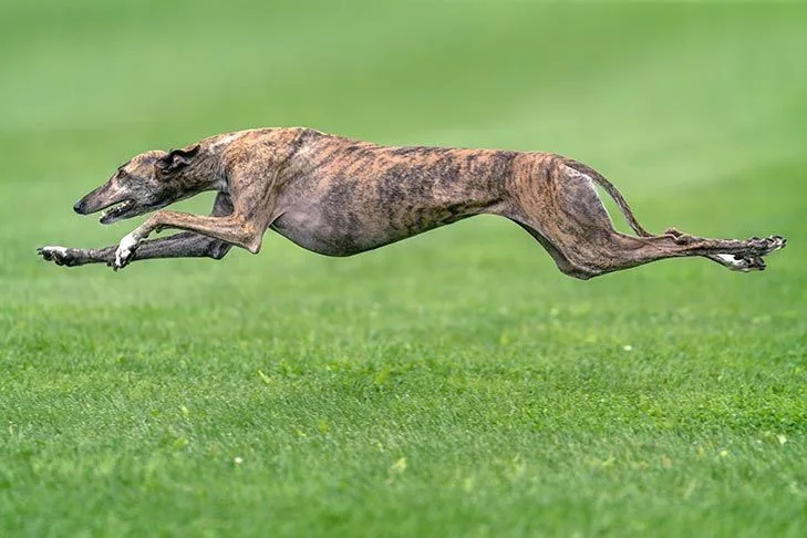 Greyhound photo 2