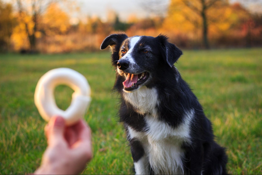 Tips for a Well-Behaved Pet