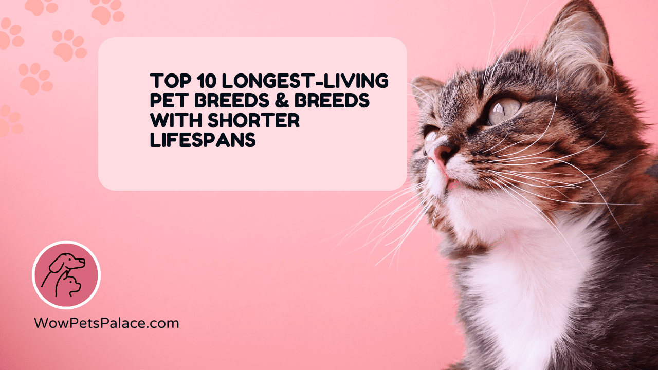 Top 10 Longest-Living Pet Breeds & Breeds with Shorter Lifespans – Characteristics, Lifetimes