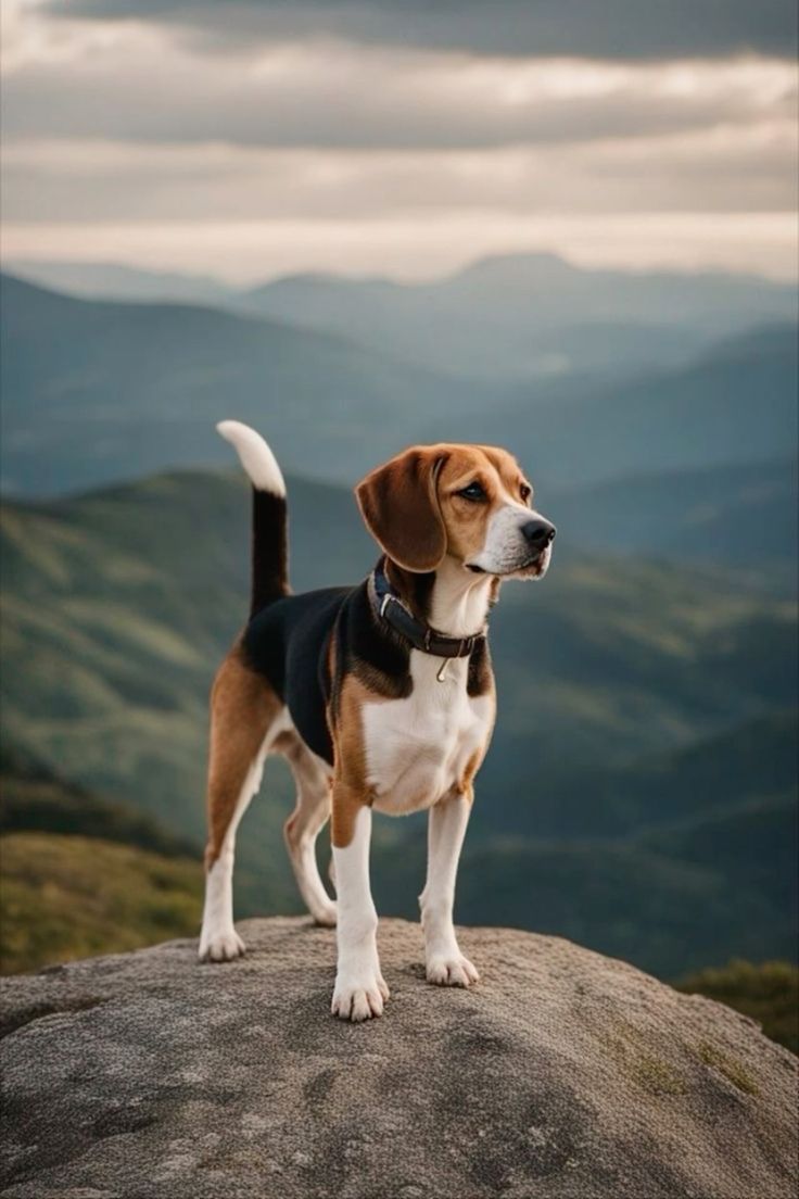 Beagle