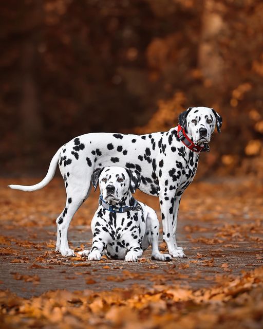 Dalmatian
