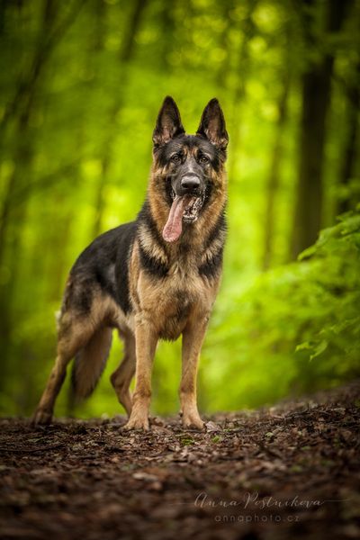 German Shepherd