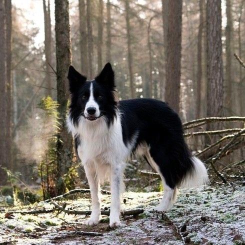 Border Collie