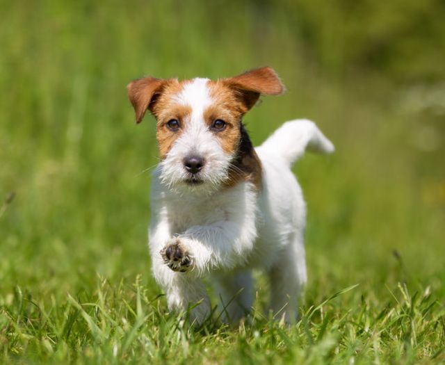 Jack Russell Terrier