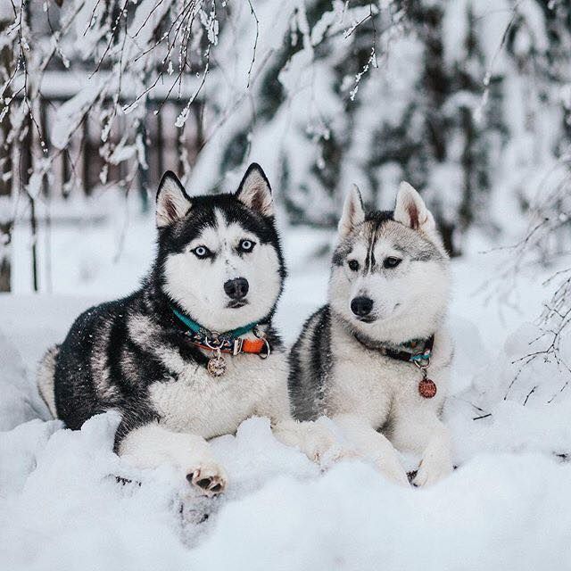 Siberian Husky